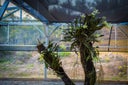 orquidea-2025