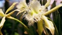 orquidea-honduras-2