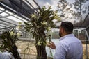 orquidea-honduras-3