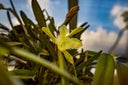 orquidea