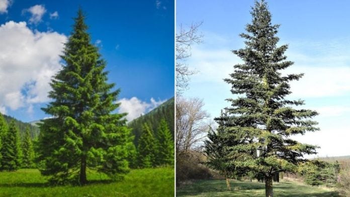 ¿Por qué Honduras celebra el Día del Árbol cada 30 de mayo?