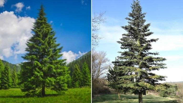 ¿Por qué Honduras celebra el Día del Árbol cada 30 de mayo?