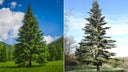 pino-arbol-nacional-honduras-2