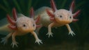 ajolotes