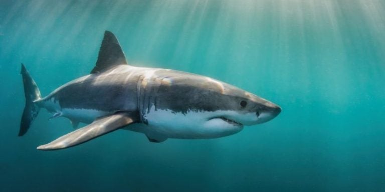 tiburón blanco más grande jamás visto