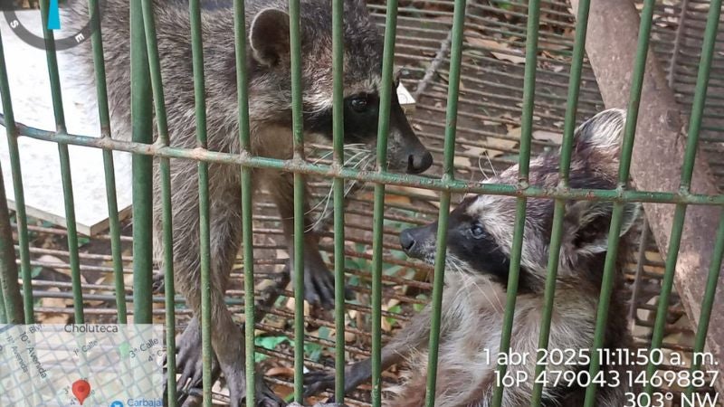 Animales silvestres 2