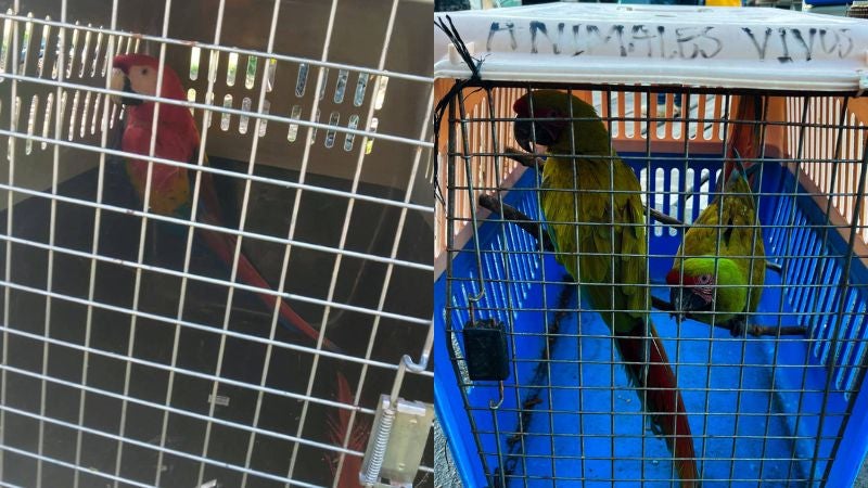 Animales silvestres 4