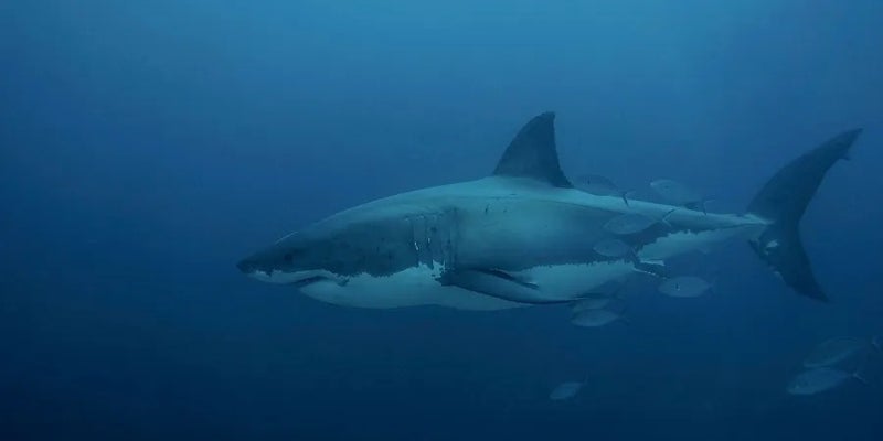 tiburón blanco más grande jamás visto