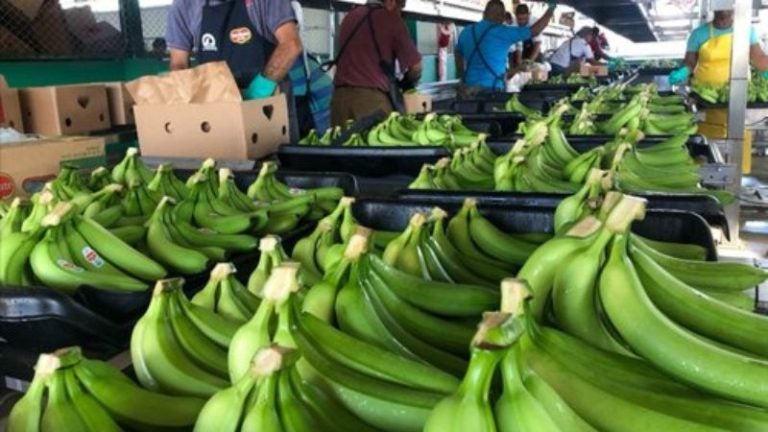 Banano alcanza precios históricos, pero falta de crédito deja a Honduras al margen