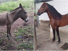 Carne de burro y caballo en Danlí