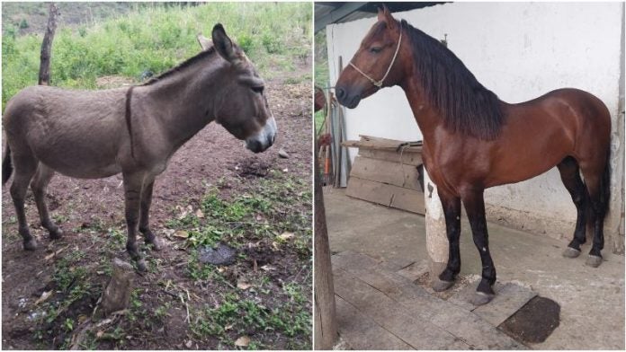 Carne de burro y caballo en Danlí