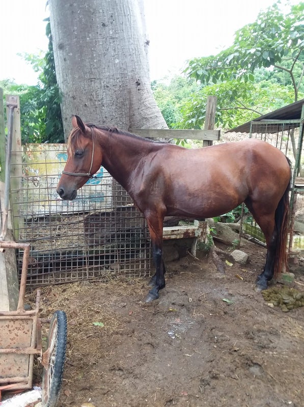 arne de burro y caballo carnicerías de Danlí