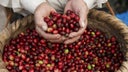 cafe-honduras-1-3
