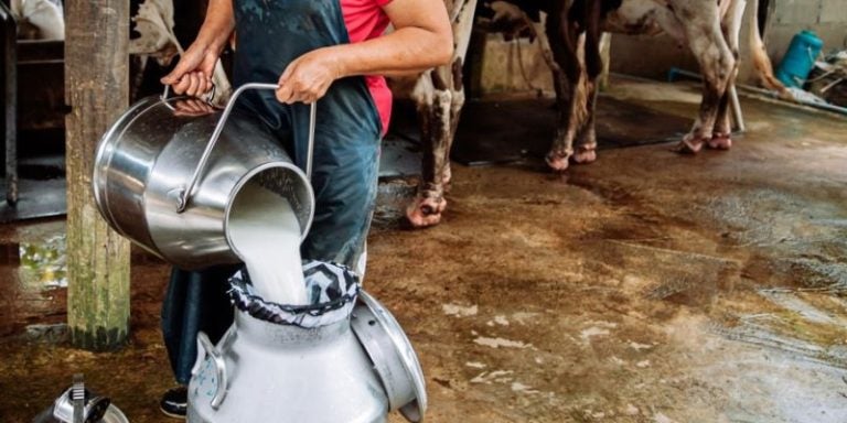 ¡Preocupante! La producción de leche baja un 20% por el Calor y la falta de agua