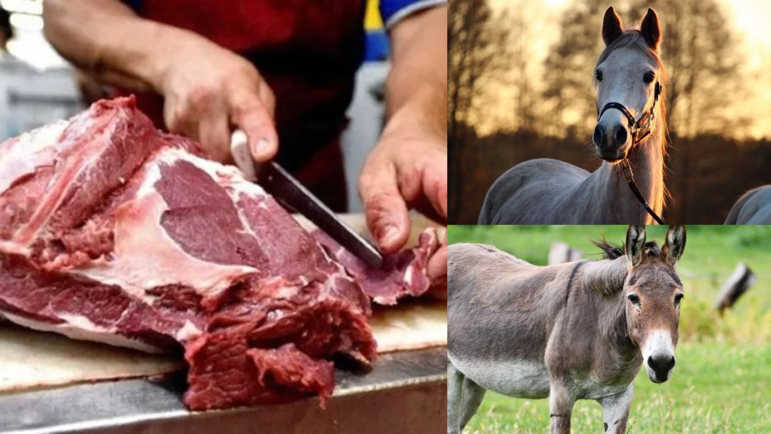 Carne