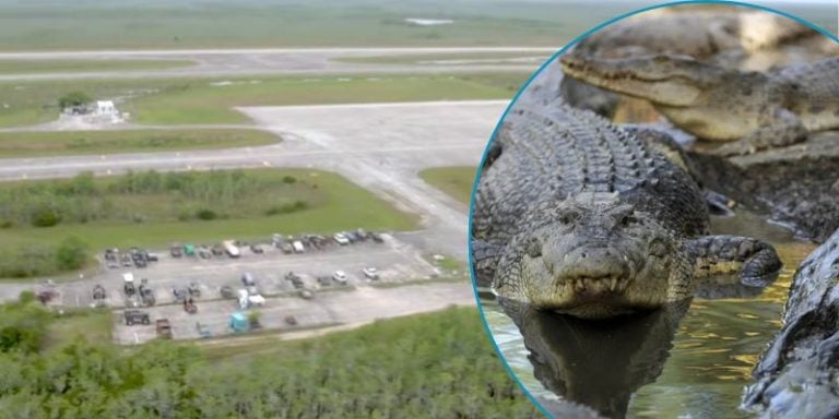 Florida anuncia centro migratorio en zona infestada de caimanes