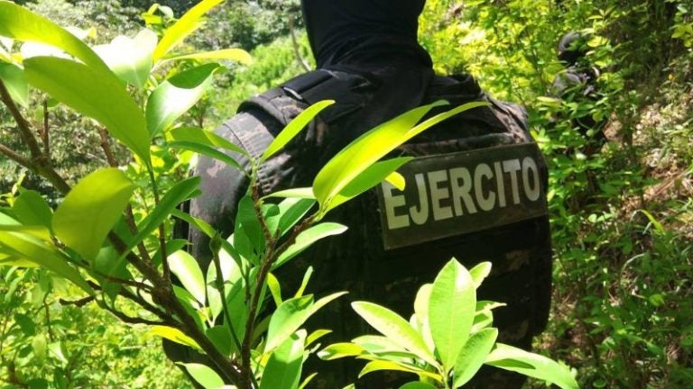 Plantación coca Iriona