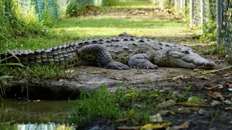 Jamaica busca salvar al cocodrilo americano, una especie en peligro