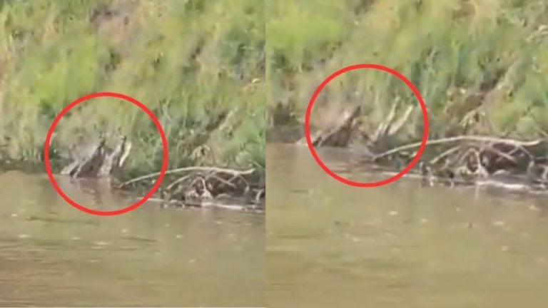 VIDEO | Avistamiento de cocodrilos aumenta tras crecidas de ríos en Valle