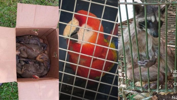 Animales silvestres decomisados