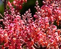 descripcion-de-foto-acercamiento-de-la-flor-de-cassia-grandis-credito-de-foto-myinage