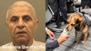 egipcio-golpeo-perro
