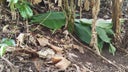 encuentran-cadaver-en-ocotepeque