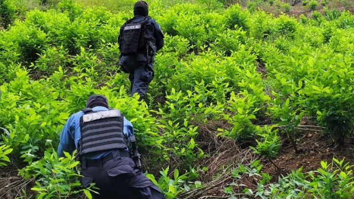 Destruyen plantación coca Limón