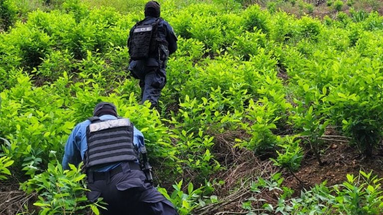 Destruyen plantación coca Limón
