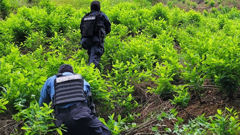 Destruyen plantación coca Limón