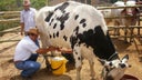ganaderos-olancho
