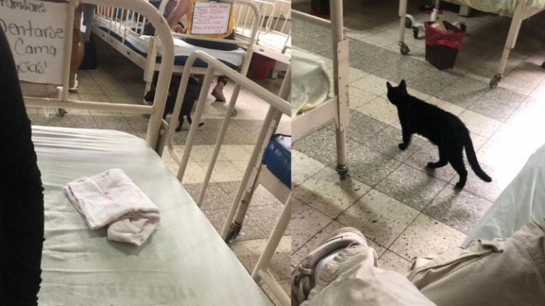 Gatos que "invaden" el área de maternidad