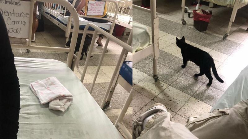 Gatos que 