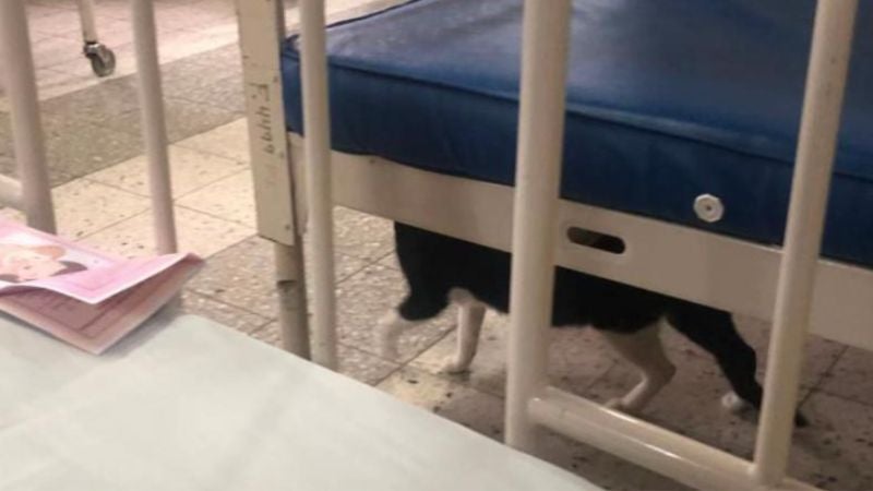 Gatos que "invaden" el área de maternidad 