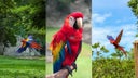 guacamaya-roja