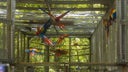 guacamayas-copan-2