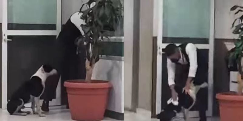 Trabajador de salud conmueve al secar y dar refugio a perrito bajo la lluvia en TGU