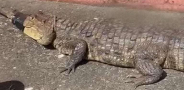 ¿Por qué hay cocodrilos invadiendo algunas zonas de La Ceiba? Experta responde