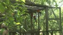 liberacion-de-guacamayas-2025