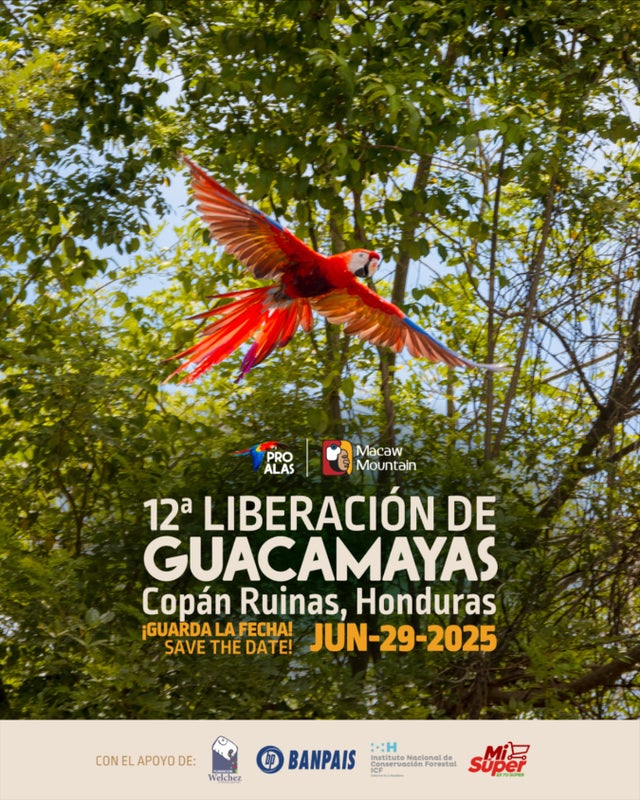 Liberación de Guacamayas