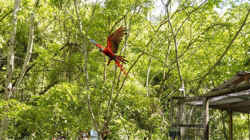 Guacamayas Copán Ruinas