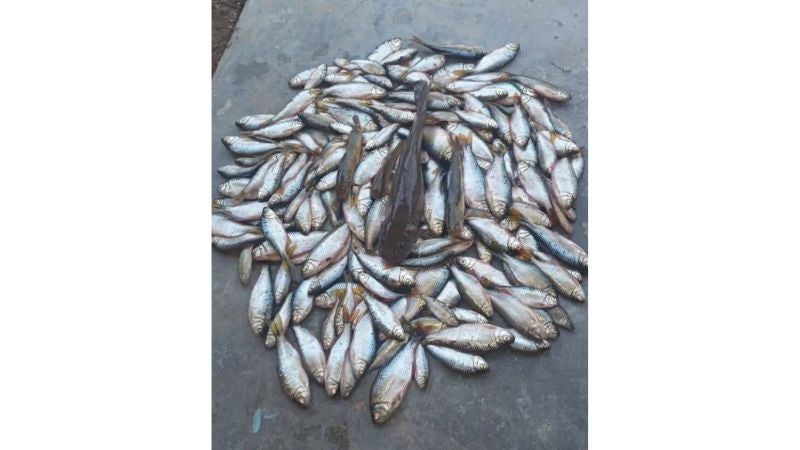 Lluvia de peces en Yoro 