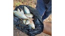 lluvia-de-peces-1