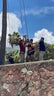 palmera