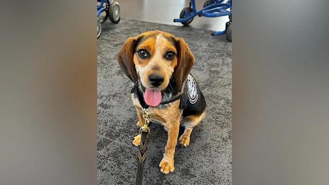 Perro policía aeropuerto