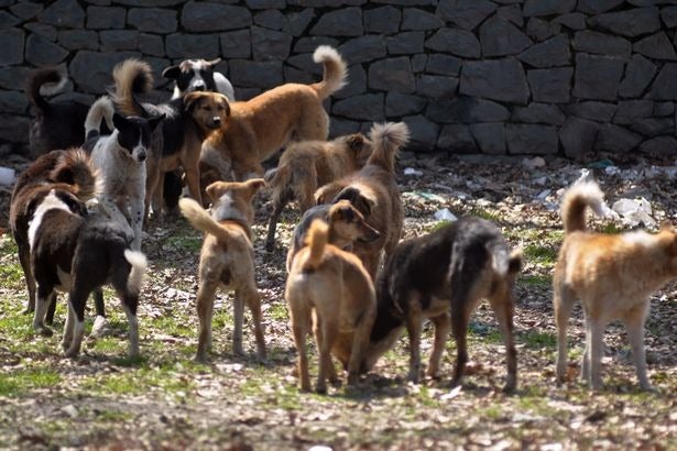 Adolescente muere tras ser atacada por jauría de perros