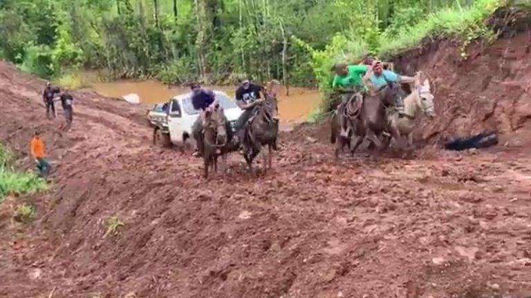 Video l Cinco mulas remolcan carro por mal estado de carretera en Olancho