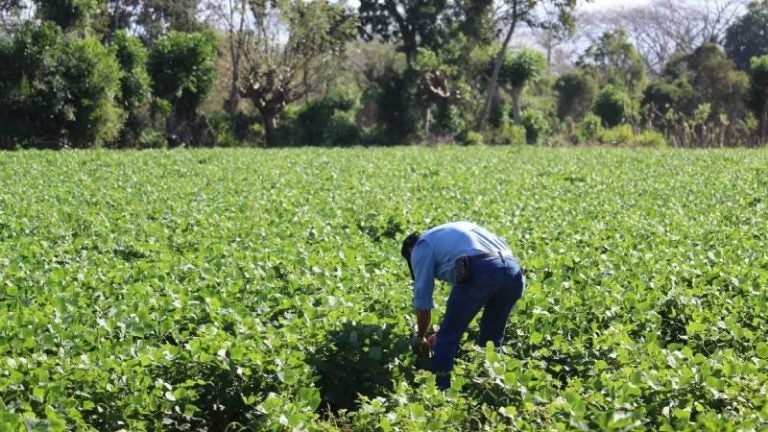 SAG reafirma precios de garantía para granos básicos y llama al diálogo con productores