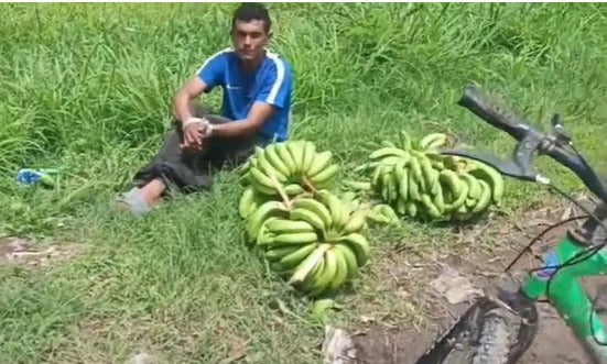 Por robar guineos detienen a un hombre Cortés