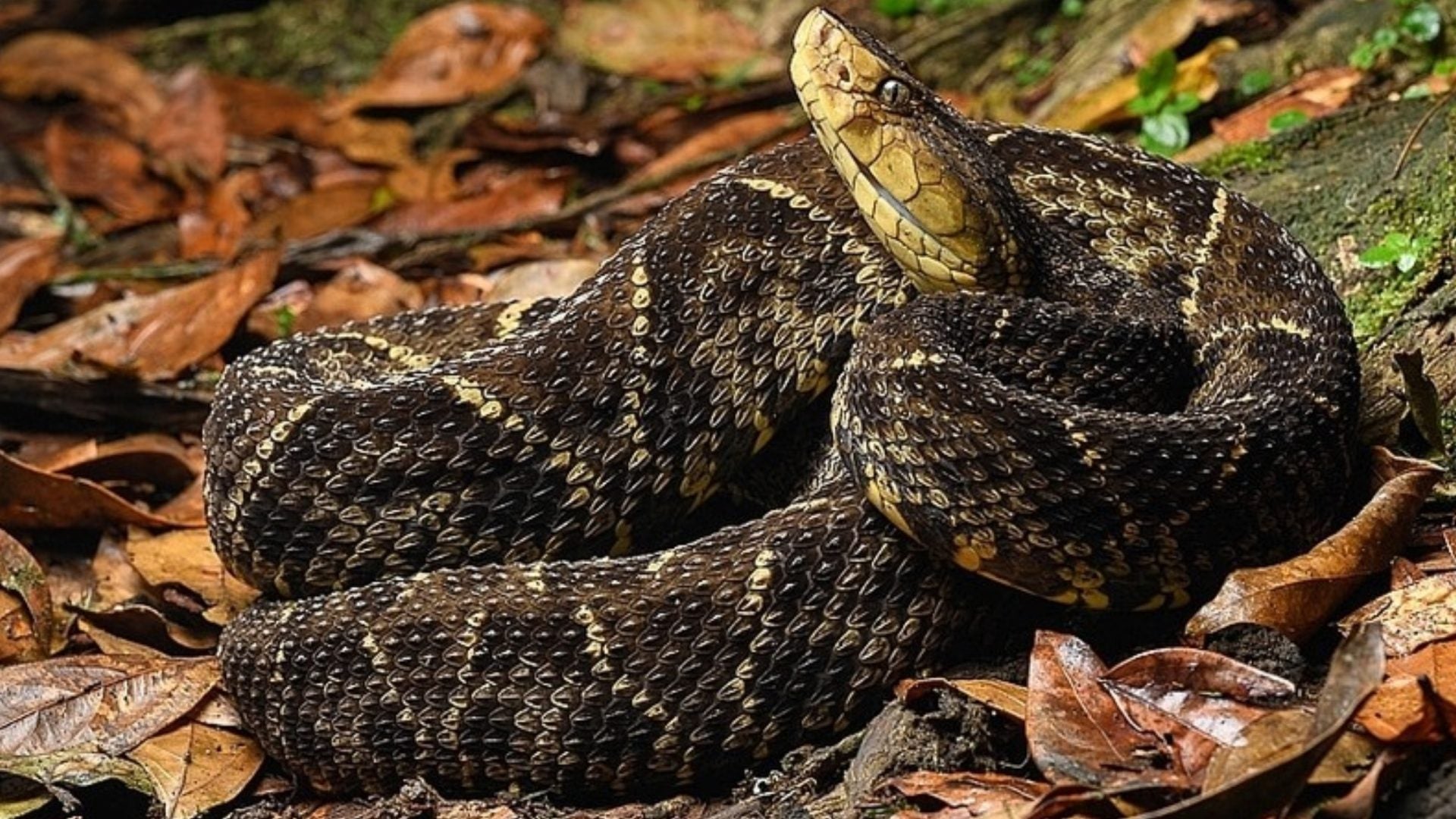 Niño mordido por serpiente en El Paraíso